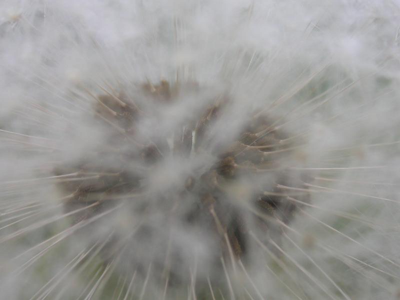 Dandelion Clock 1.JPG
